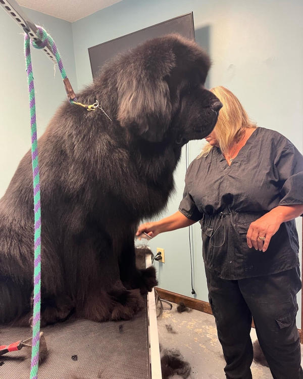 A dog freshly groomed at Pad & Paw, photo 53 of 170