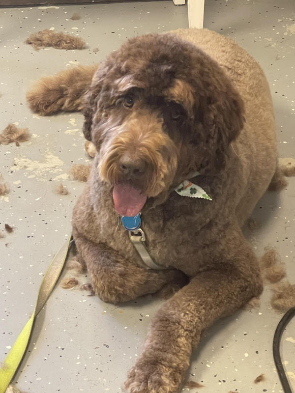 A dog freshly groomed at Pad & Paw, photo 54 of 170