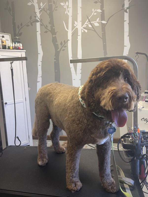 A dog freshly groomed at Pad & Paw, photo 55 of 170