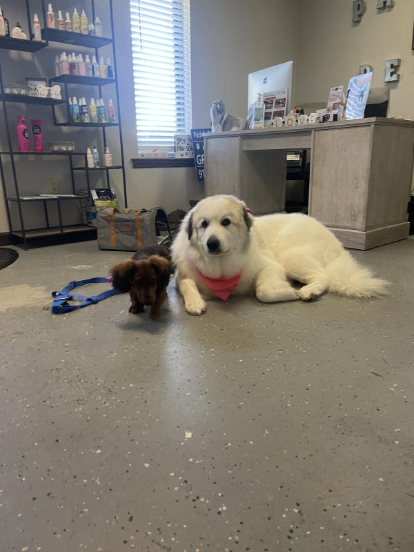 A dog freshly groomed at Pad & Paw, photo 56 of 170