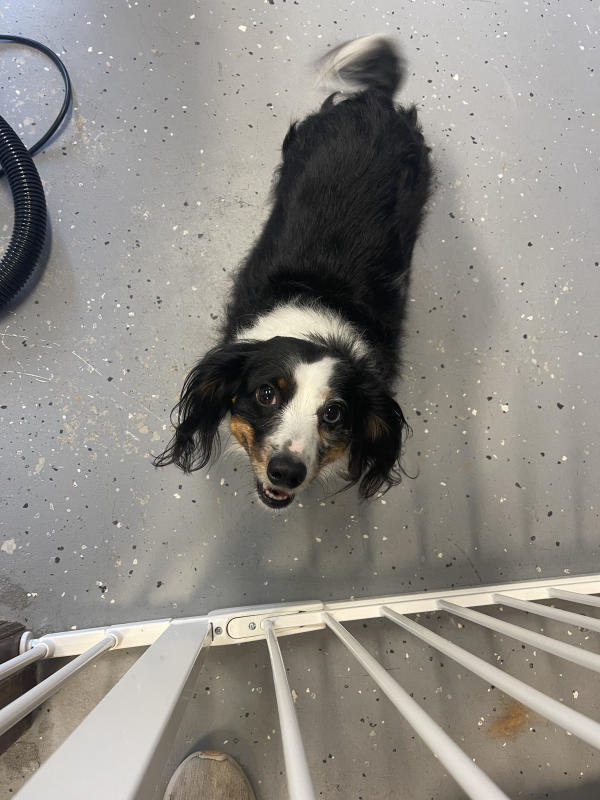 A dog freshly groomed at Pad & Paw, photo 57 of 170