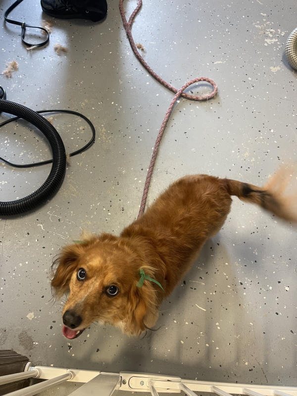 A dog freshly groomed at Pad & Paw, photo 58 of 170