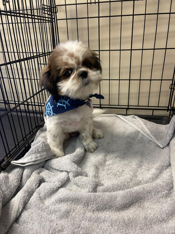 A dog freshly groomed at Pad & Paw, photo 59 of 170