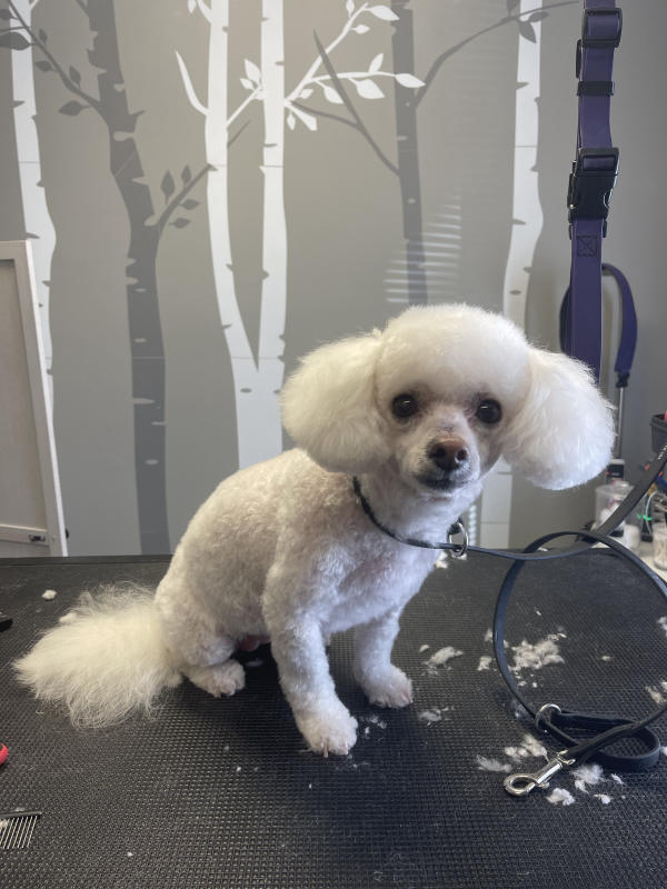 A dog freshly groomed at Pad & Paw, photo 60 of 170