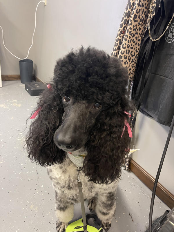 A dog freshly groomed at Pad & Paw, photo 61 of 170