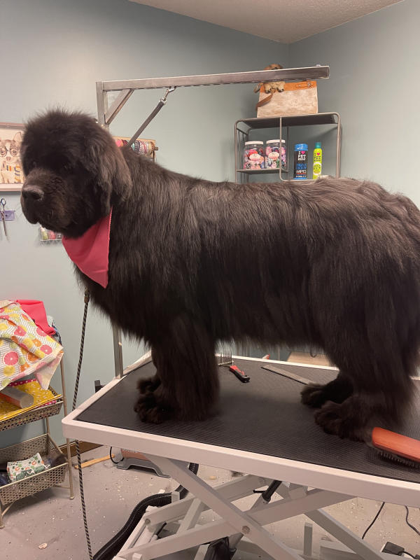 A dog freshly groomed at Pad & Paw, photo 62 of 170