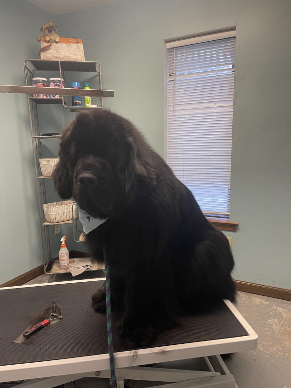 A dog freshly groomed at Pad & Paw, photo 63 of 170