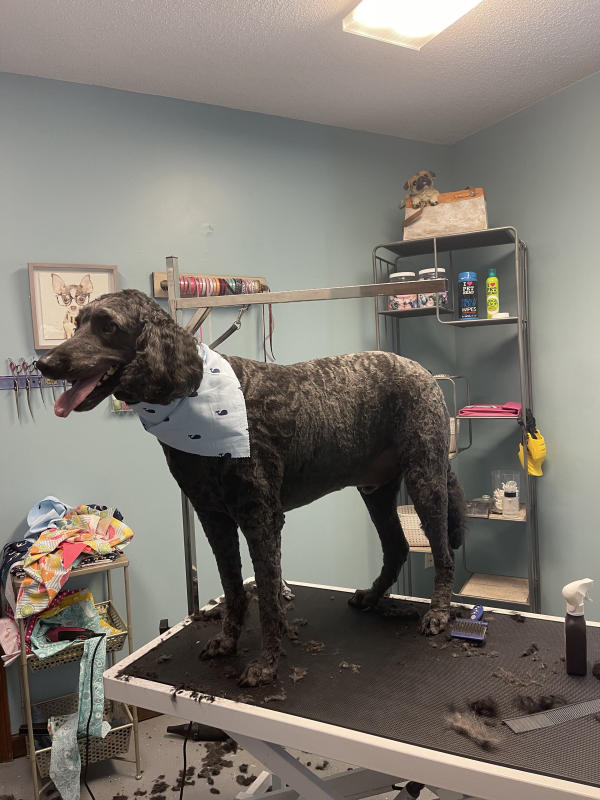 A dog freshly groomed at Pad & Paw, photo 64 of 170