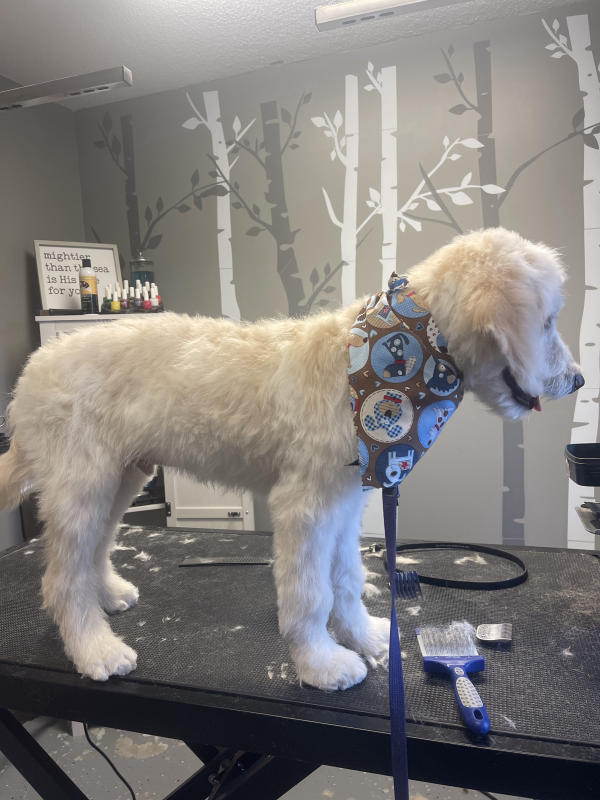 A dog freshly groomed at Pad & Paw, photo 65 of 170