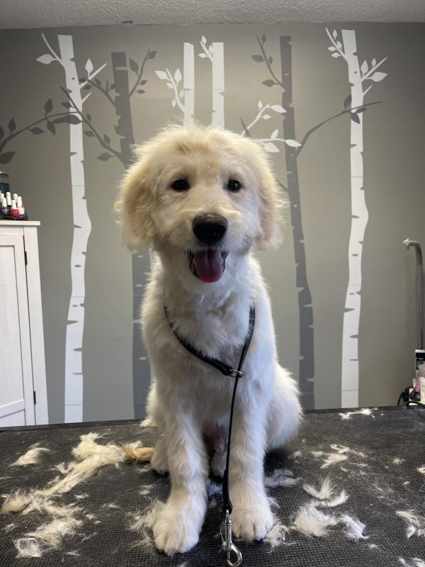 A dog freshly groomed at Pad & Paw, photo 66 of 170