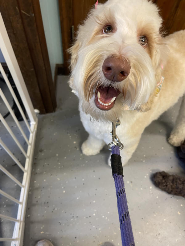 A dog freshly groomed at Pad & Paw, photo 67 of 170