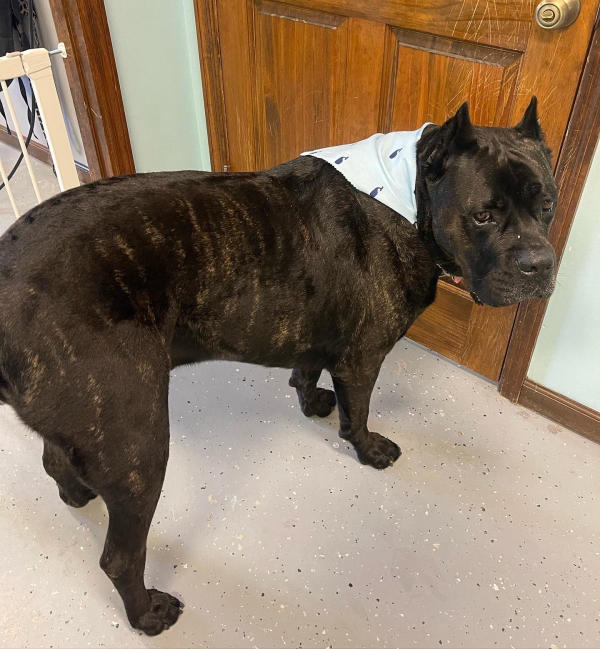A dog freshly groomed at Pad & Paw, photo 69 of 170