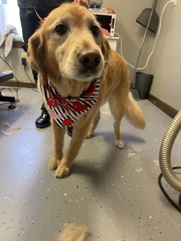 A dog freshly groomed at Pad & Paw, photo 70 of 170