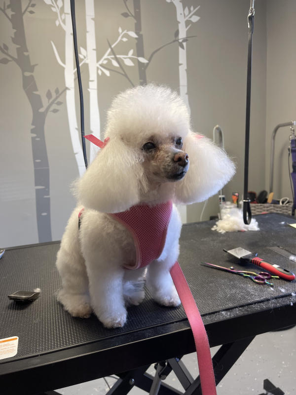 White poodle in a pink harness