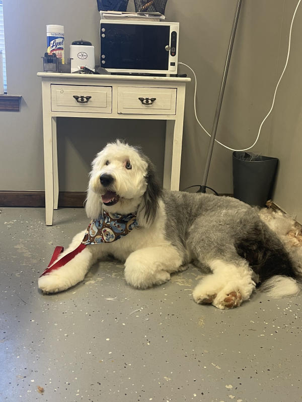A dog freshly groomed at Pad & Paw, photo 72 of 170