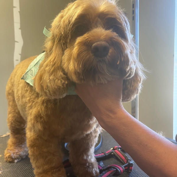 A dog freshly groomed at Pad & Paw, photo 73 of 170