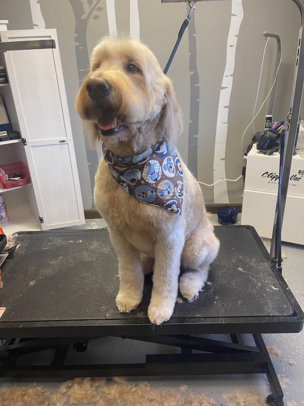 A dog freshly groomed at Pad & Paw, photo 74 of 170