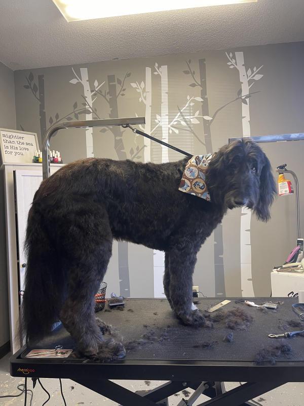 A dog freshly groomed at Pad & Paw, photo 75 of 170