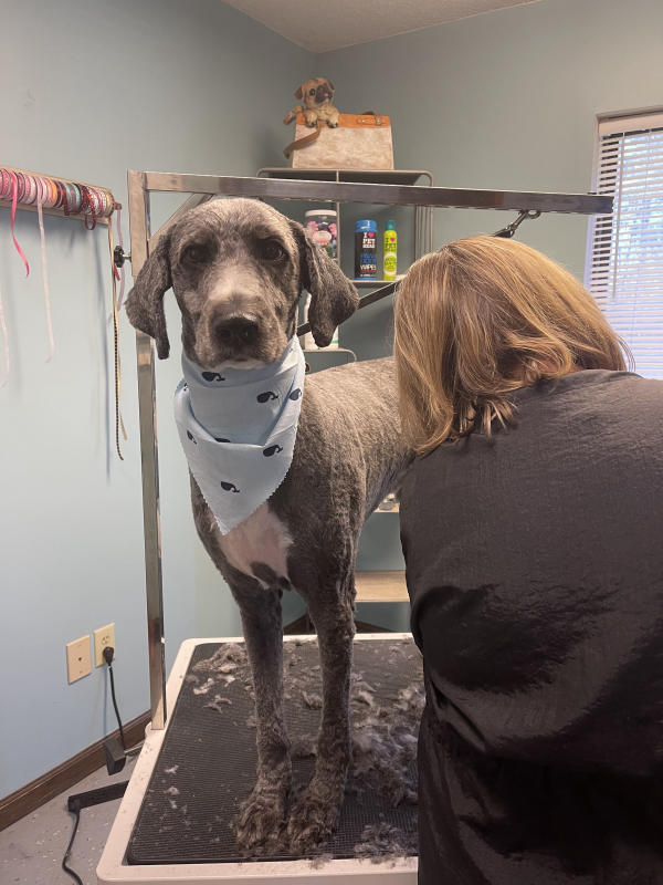 A dog freshly groomed at Pad & Paw, photo 76 of 170