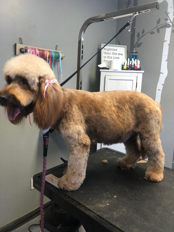 A dog freshly groomed at Pad & Paw, photo 77 of 170