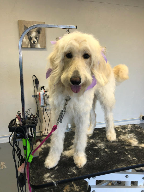A dog freshly groomed at Pad & Paw, photo 78 of 170