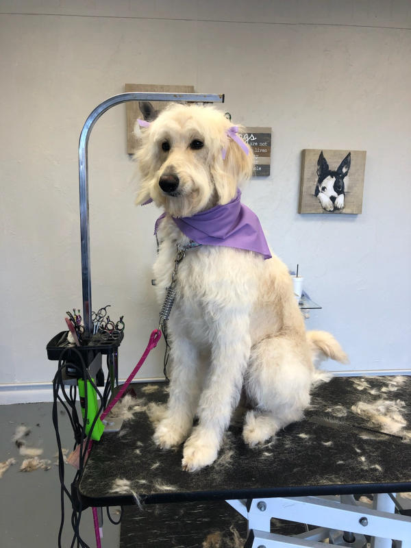 A dog freshly groomed at Pad & Paw, photo 79 of 170