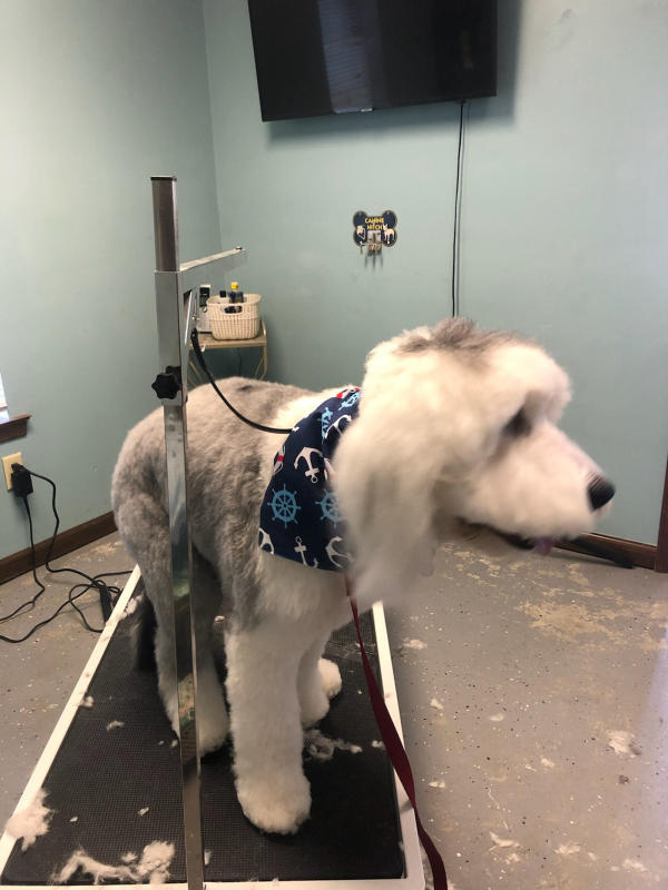 A dog freshly groomed at Pad & Paw, photo 80 of 170