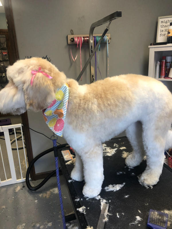 A dog freshly groomed at Pad & Paw, photo 81 of 170