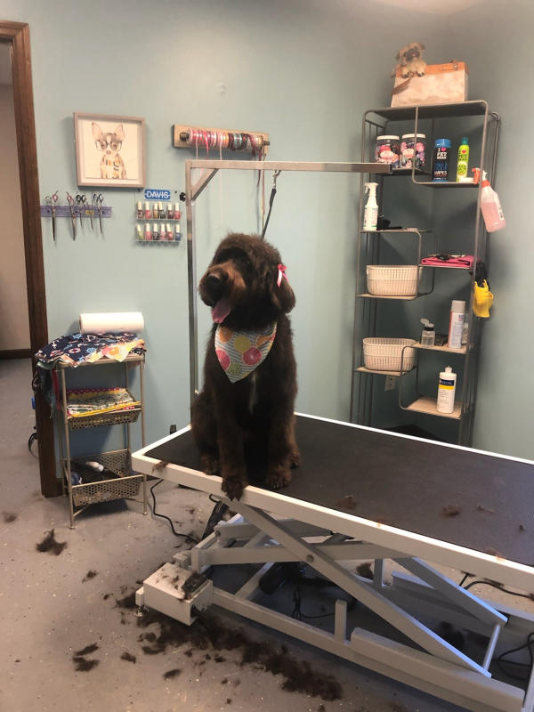 A dog freshly groomed at Pad & Paw, photo 82 of 170