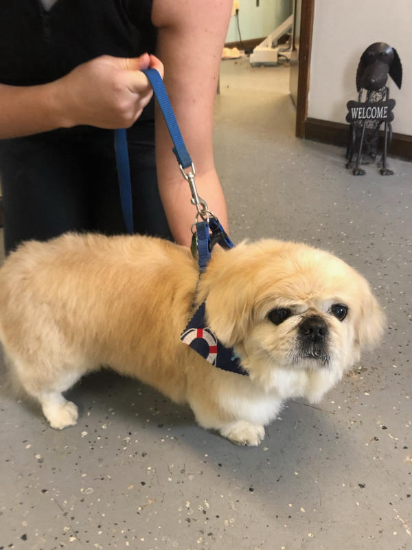 A dog freshly groomed at Pad & Paw, photo 83 of 170