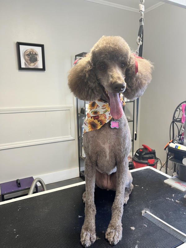 A dog freshly groomed at Pad & Paw, photo 84 of 170