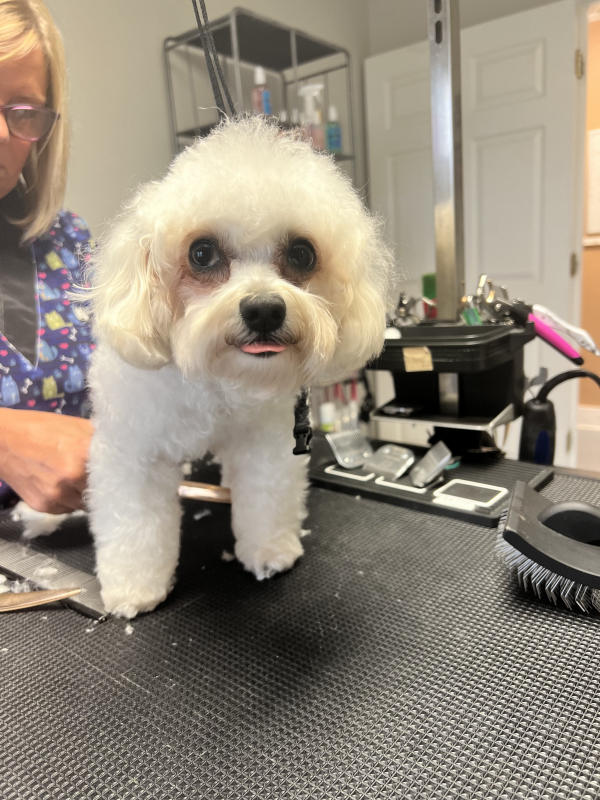 Fluffy white bichon frise
