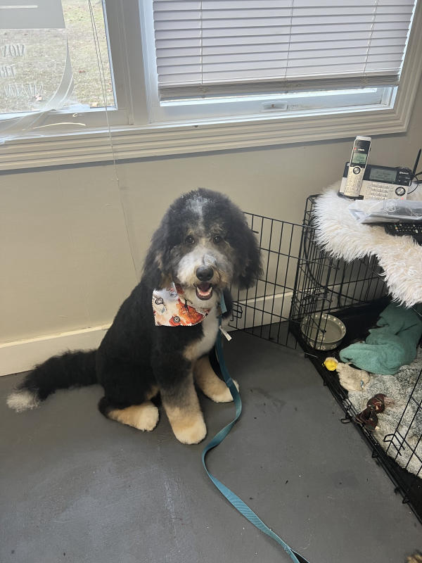 A dog freshly groomed at Pad & Paw, photo 86 of 170