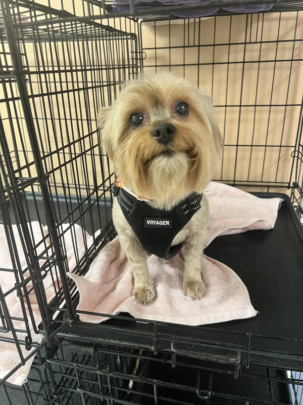 A dog freshly groomed at Pad & Paw, photo 87 of 170