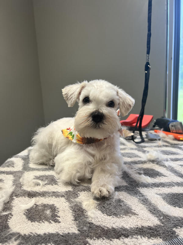 A dog freshly groomed at Pad & Paw, photo 90 of 170