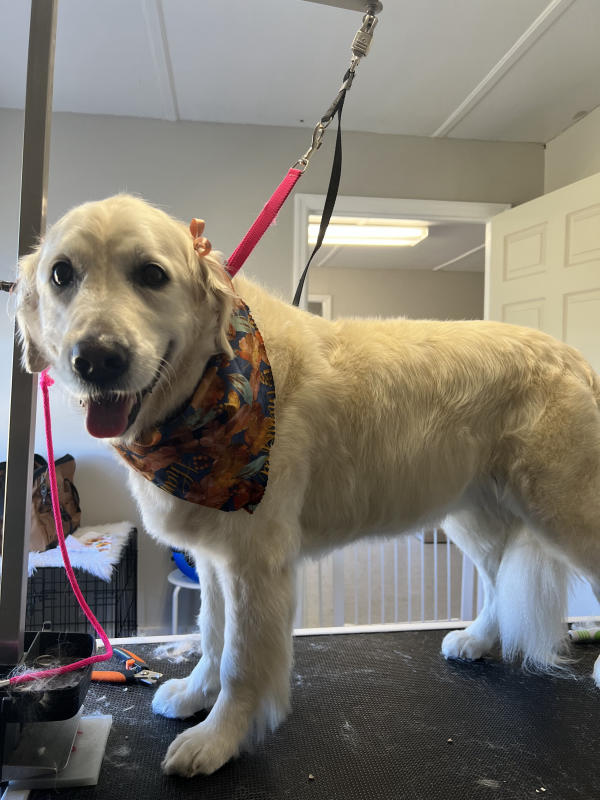 A dog freshly groomed at Pad & Paw, photo 91 of 170