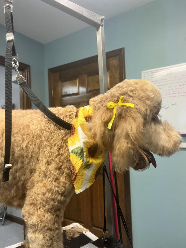 A dog freshly groomed at Pad & Paw, photo 92 of 170