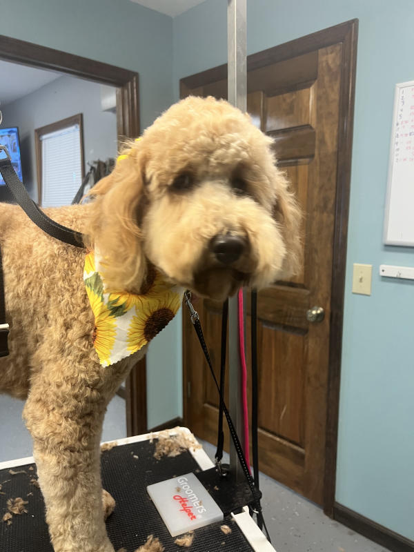 A dog freshly groomed at Pad & Paw, photo 93 of 170