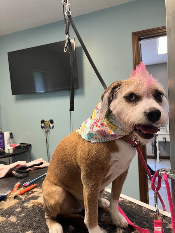 A dog freshly groomed at Pad & Paw, photo 94 of 170