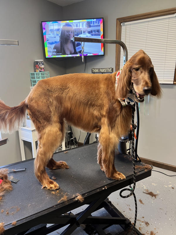 A dog freshly groomed at Pad & Paw, photo 95 of 170