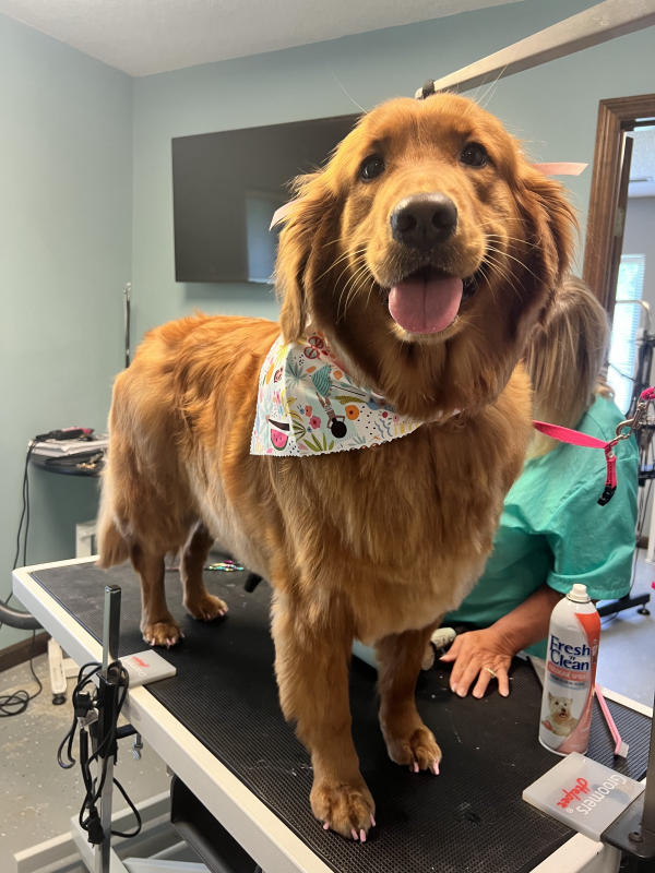 Golden retriever in a bandana, fresh off the table