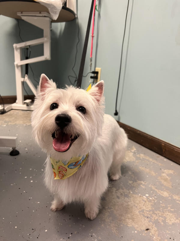 A dog freshly groomed at Pad & Paw, photo 97 of 170
