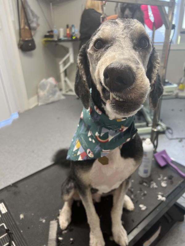 A dog freshly groomed at Pad & Paw, photo 98 of 170