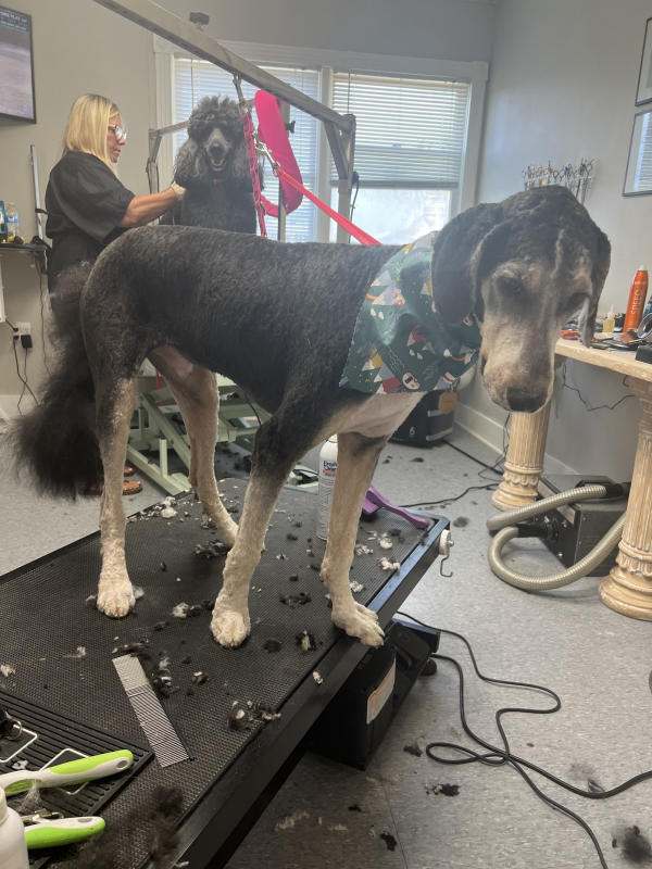 A dog freshly groomed at Pad & Paw, photo 99 of 170