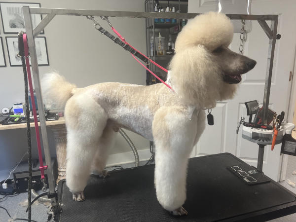 A dog freshly groomed at Pad & Paw, photo 100 of 170