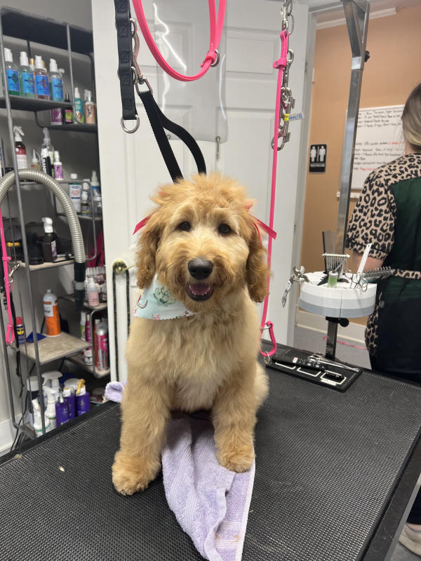 Goldendoodle puppy in a bandana