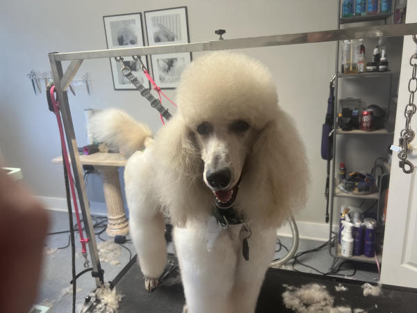 A dog freshly groomed at Pad & Paw, photo 102 of 170