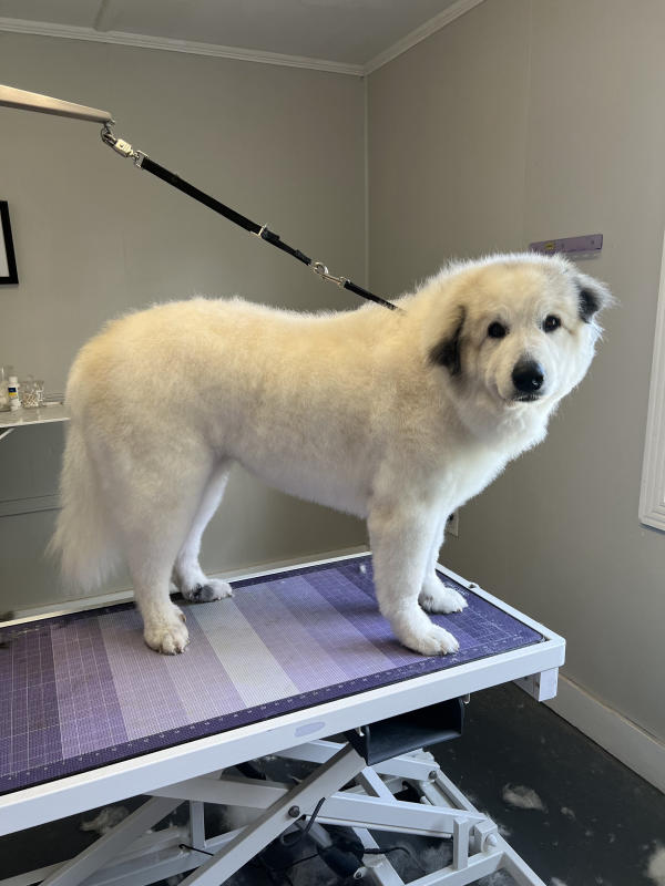 A dog freshly groomed at Pad & Paw, photo 103 of 170