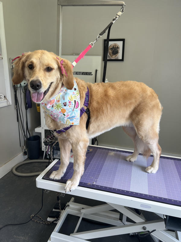 A dog freshly groomed at Pad & Paw, photo 104 of 170