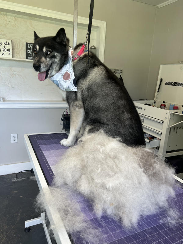 A dog freshly groomed at Pad & Paw, photo 105 of 170